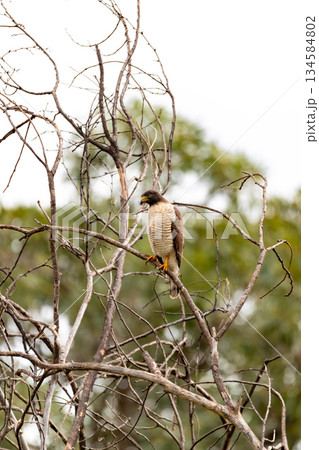 Roadside hawk (Rupornis magnirostris), Corumba, South Pantanal Mato Grosso do Sul, Brazil. Brazilian wildlife and birdwatching. 134584802