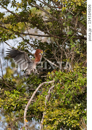 Rufescent tiger heron (Tigrisoma lineatum), Corumba, North Pantanal Mato Grosso do Sul, Brazil. Brazilian wildlife birdwatching. 134584806