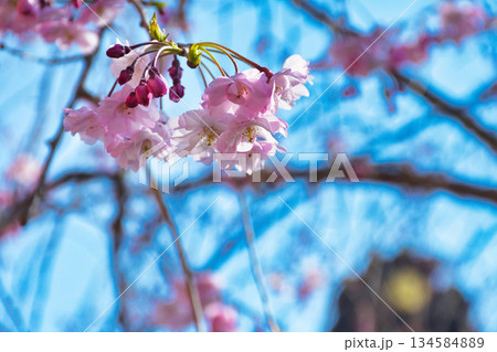 京都 伏見稲荷大社 美しい桜(京都府京都市伏見区) 京都 伏見稲荷大社 美しい桜(京都府京都市伏見区) 134584889