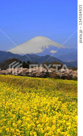 大井町から望む菜の花畑とはるめき桜 3月大井町26富士山とはるめき桜・菜の花畑V9.16 大井町から望む菜の花畑とはるめき桜 3月大井町26富士山とはるめき桜・菜の花畑V9.16 134584935