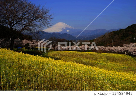 大井町から望む菜の花畑とはるめき桜 3月大井町34富士山とはるめき桜・菜の花畑 大井町から望む菜の花畑とはるめき桜 3月大井町34富士山とはるめき桜・菜の花畑 134584943