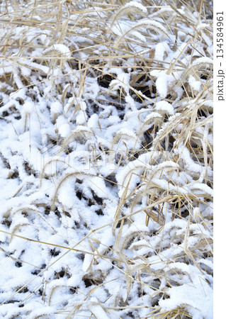 冬の北海道乙部町で雪をかぶった猫じゃらしの風景を撮影 134584961