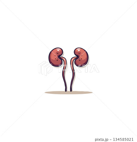 Stylized anatomical kidneys illustration with connecting ureters depicting human internal organ Stylized anatomical kidneys illustration with connecting ureters depicting human internal organ 134585021