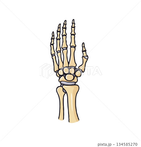 Anatomical hand bone structure illustration presents the intrinsic complexity of the human Anatomical hand bone structure illustration presents the intrinsic complexity of the human 134585270