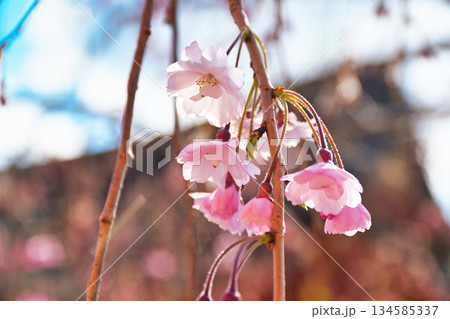 京都 伏見稲荷大社　美しい桜（京都府京都市伏見区） 134585337