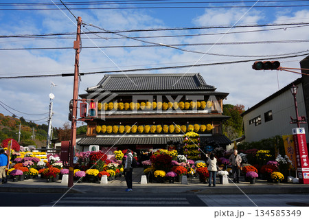 菊祭り 菊祭り 134585349