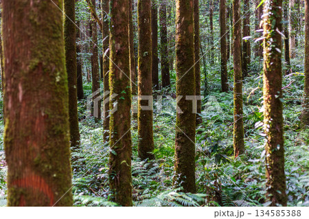 林 森 樹林 134585388