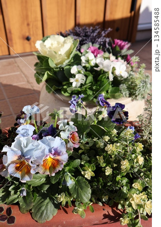 フリルビオラの寄せ植え&ハボタンの寄せ植え フリルビオラの寄せ植え&ハボタンの寄せ植え 134585488