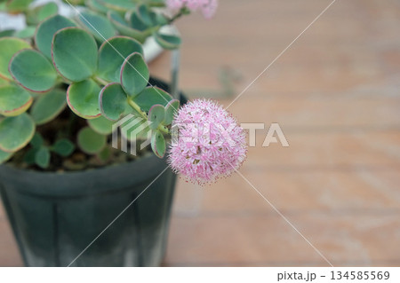 エッチュウミセバヤの花 134585569