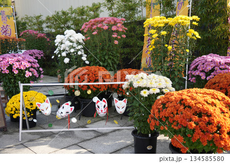 笠間菊祭り 134585580