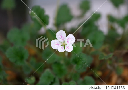 ヒメフウロソウの花 134585588