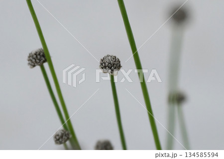 ゴマシオホシクサの花 134585594