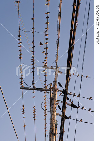 鳥害対策のない電線に群がるムクドリの大群：バードピン設置効果の比較検証用としての未対策現状記録No1 134585606