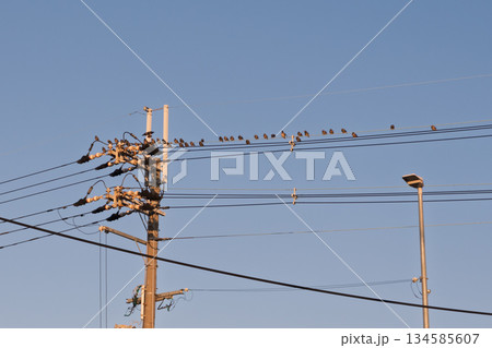 鳥害対策のない電線に群がるムクドリの大群:バードピン設置効果の比較検証用としての未対策現状記録No2 鳥害対策のない電線に群がるムクドリの大群:バードピン設置効果の比較検証用としての未対策現状記録No2 134585607