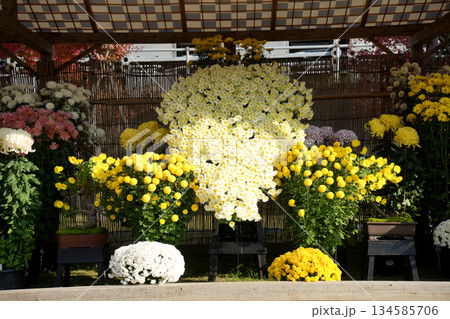 笠間菊祭り 134585706