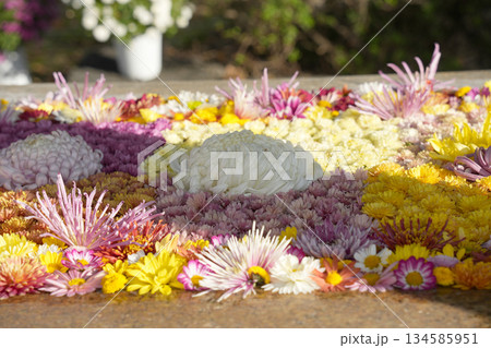 菊の手水者 134585951