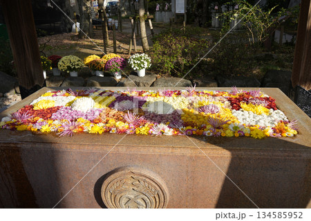 菊の手水者 134585952