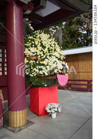 笠間稲荷神社 菊祭り 笠間稲荷神社 菊祭り 134586184
