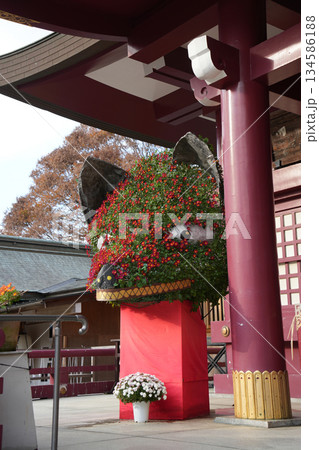 笠間稲荷神社 菊祭り 笠間稲荷神社 菊祭り 134586188
