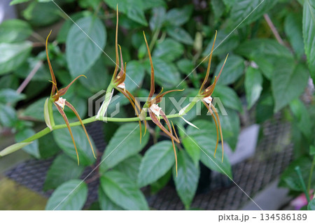 原種ラン アダ・グルマケア 原種ラン アダ・グルマケア 134586189