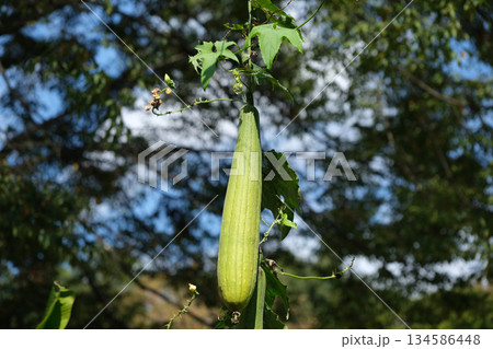 ぶら下がるヘチマの実 ぶら下がるヘチマの実 134586448