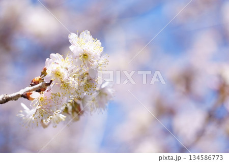 早春に咲く白い梅の花 134586773