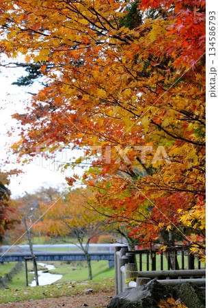 公園の紅葉 134586793