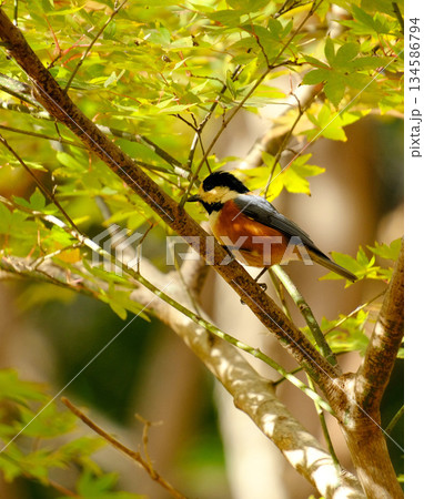 公園で見たヤマガラ 134586794