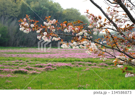 明徳寺川の桜並木 明徳寺川の桜並木 134586873