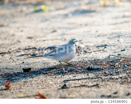 地面を歩くハクセキレイ 地面を歩くハクセキレイ 134586901