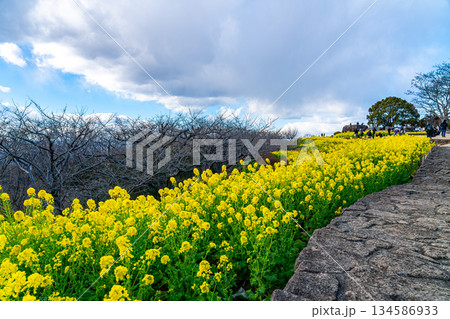 【神奈川県】鮮やかな色が綺麗な吾妻山公園の菜の花 【神奈川県】鮮やかな色が綺麗な吾妻山公園の菜の花 134586933