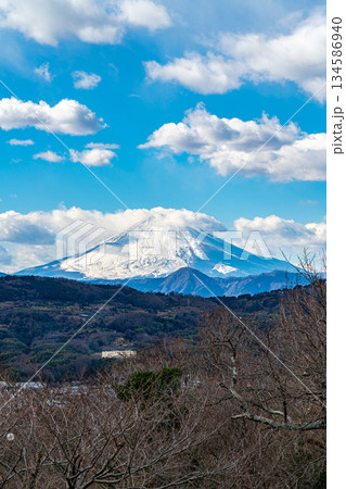 【神奈川県】二宮町にある吾妻山公園から見える富士山 134586940