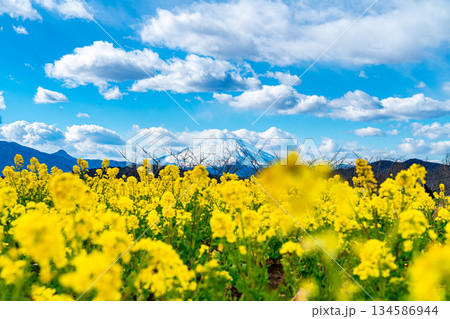 【神奈川県】二宮町にある吾妻山公園から見える富士山と菜の花 134586944