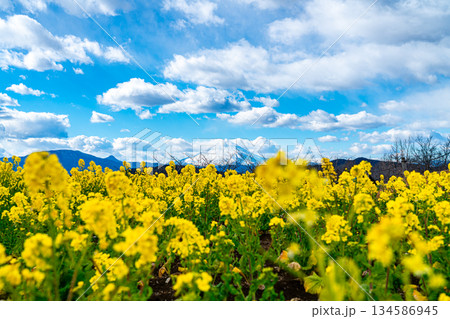 【神奈川県】二宮町にある吾妻山公園から見える富士山と菜の花 【神奈川県】二宮町にある吾妻山公園から見える富士山と菜の花 134586945