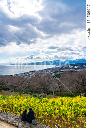 【神奈川県】二宮町にある吾妻山公園から見える相模湾と菜の花 【神奈川県】二宮町にある吾妻山公園から見える相模湾と菜の花 134586947