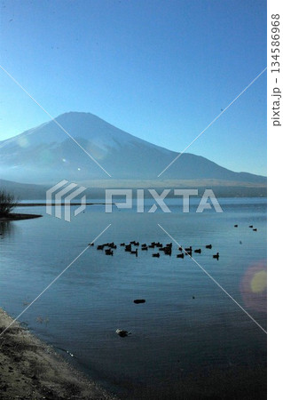 山中湖と「富士山」、羽をいやす水鳥 山中湖と「富士山」、羽をいやす水鳥 134586968