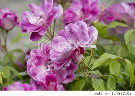 ピンク色の薔薇 134587102