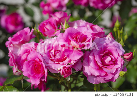 濃いピンクの薔薇 濃いピンクの薔薇 134587131