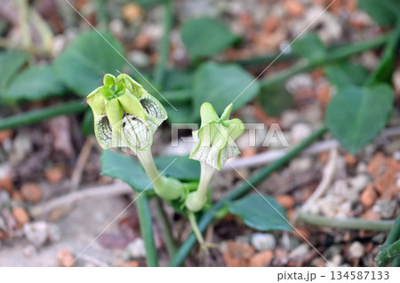 セロペギア・ハムレットの花 134587133