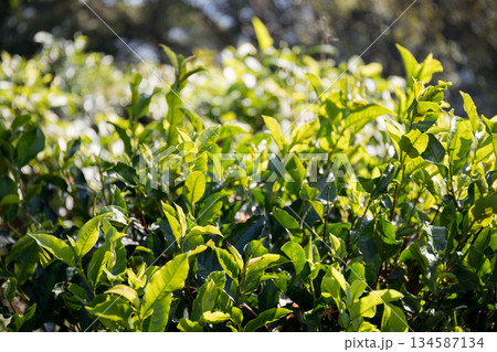 Business concept centers around fresh green tea reap background leaves organic farm with banner lush garden healthy plant tree leaves eco herbal farmer blur leaf plantation Freshness herbal natural 134587134