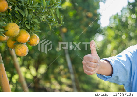 Business farm ripe orange concept farmer hand pick nature fruit citrus orchard mandarin tree growing organic lush leaves background green vibrant garden crop leaf laden branches plant close up growth Business farm ripe orange concept farmer hand pick nature fruit citrus orchard mandarin tree growing organic lush leaves background green vibrant garden crop leaf laden branches plant close up growth 134587138