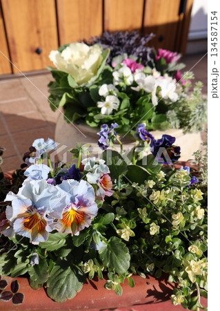 フリルビオラの寄せ植え&ハボタンの寄せ植え フリルビオラの寄せ植え&ハボタンの寄せ植え 134587154