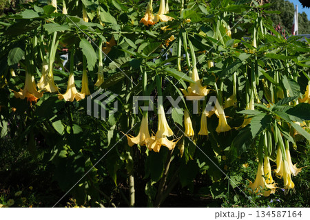 エンジェルズトランペットの花 エンジェルズトランペットの花 134587164