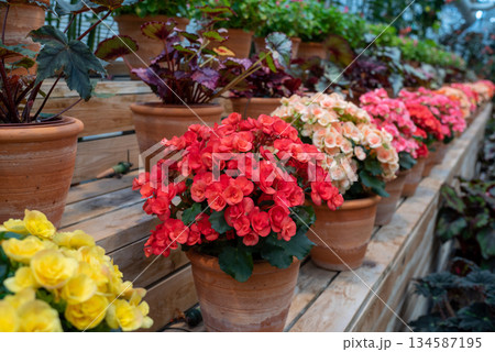 カラフルなベゴニアの花 カラフルなベゴニアの花 134587195