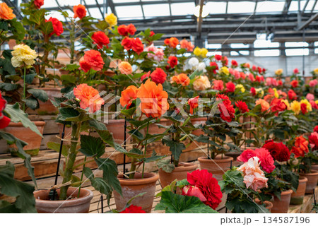 カラフルなベゴニアの花 134587196
