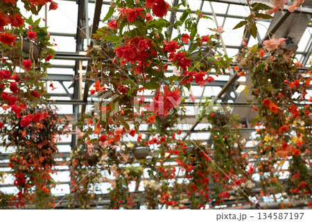 カラフルなベゴニアの花 カラフルなベゴニアの花 134587197