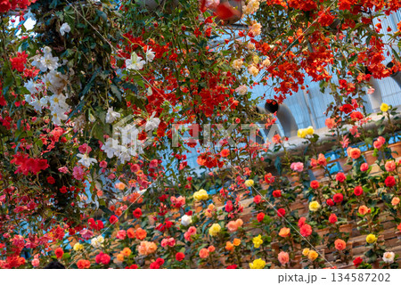 カラフルなベゴニアの花 カラフルなベゴニアの花 134587202