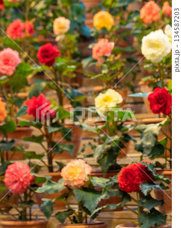 カラフルなベゴニアの花 134587203