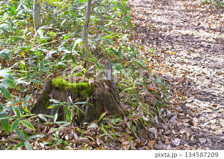 落ち葉の道 134587209