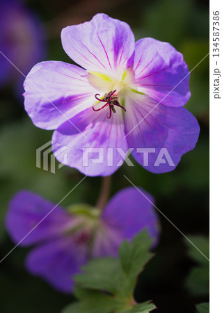 背景ぼけに浮かぶフウロソウの紫色の花 134587386